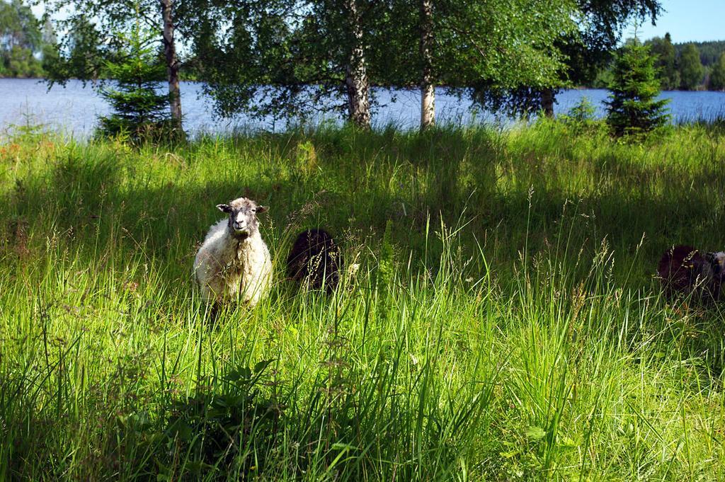 Lits Camping, Stugby Och Kanot Luaran gambar